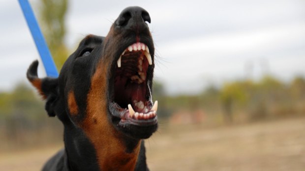 Animal noise complaints, including barking dogs, topped the list as the most common noise complaint.