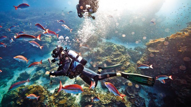 Scuba diving off Heron Island.
