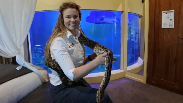 The Jamala Wildlife Lodge at the National Zoo and Aquarium celebrates its second birthday. Operations manager Renee Osterloh with Bernie the Burmese python.