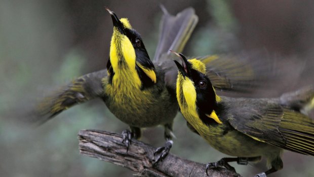 Helmeted Honeyeaters, from <I>Habitat: A practical guide to creating a wildlife-friendly Australian garden</I>.