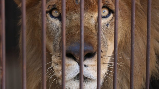 One of the rescued circus lions looks from inside his cage on the outskirts of Lima, Peru.