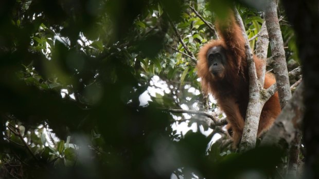 Under threat: A Tapanuli orangutan in Batang Toru Ecosystem in Tapanuli, North Sumatra, Indonesia. 
