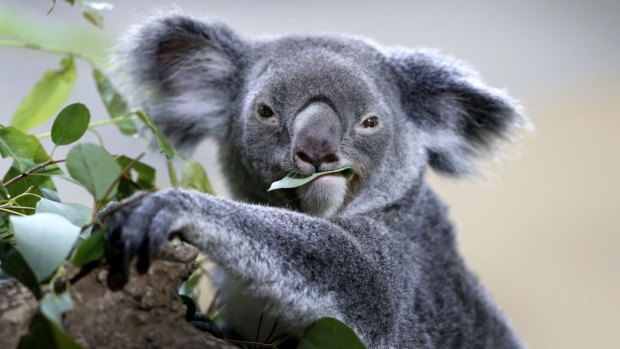 Koala populations have decreased by up to 80 per cent around Brisbane.