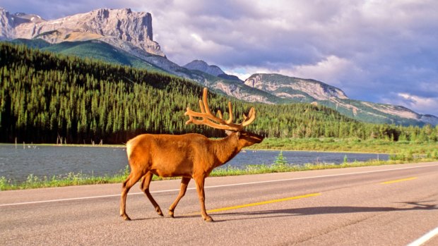 Bull Elk on the road. 