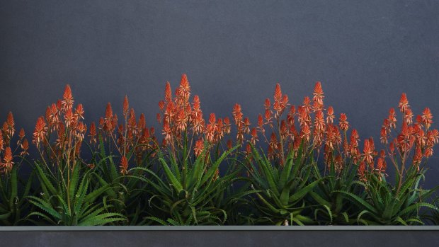 The "Copper Shower" variety grows to about a metre high..