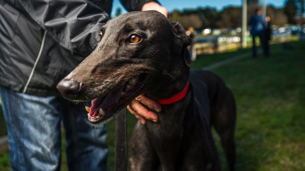 The ACT government announced a ban on all greyhound racing in Canberra on Friday.