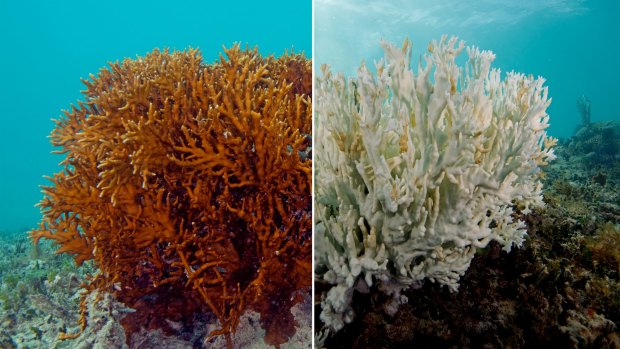 A fire coral in Bermuda. The one on the left is a healthy fire coral, while the one on the right is completely bleached. 