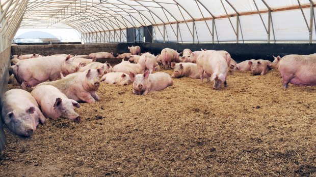 Group-housed pregnant sows.