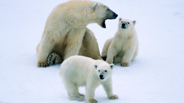  Polar shout. This mother was finding discipline difficult.