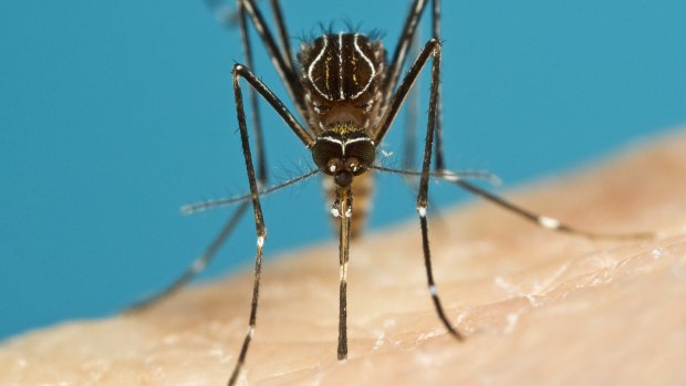 Aedes notoscriptus - better known as the common backyard mosquito. 