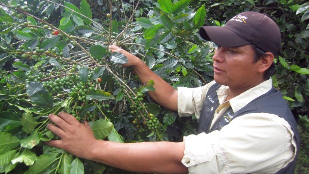 Carlos points out unripe green cherries