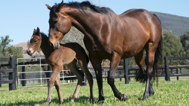 New arrival: Winx's mum Vegas Showgirl with her latest an Exceed And Excel filly at Segenhoe Stud on Sunday.