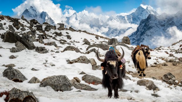 Yaks at Lobuche base camp.