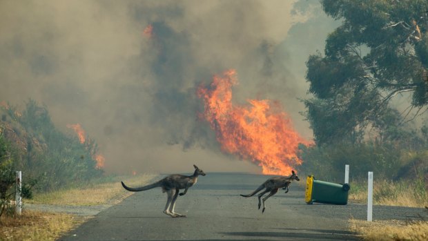 Wildlife flee the fast-moving bushfire.