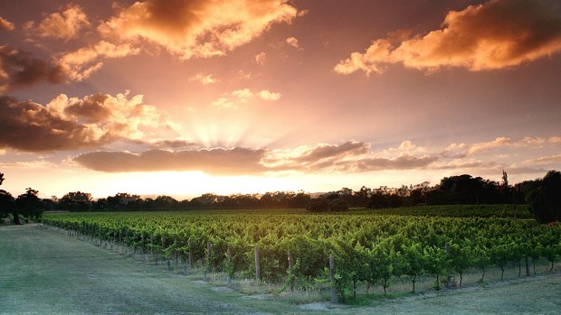 Perth is lucky enough to have a world-class wine region practically within skipping distance. Just a 30 minute drive from the city and you can be chilling among the vines before you know it.
