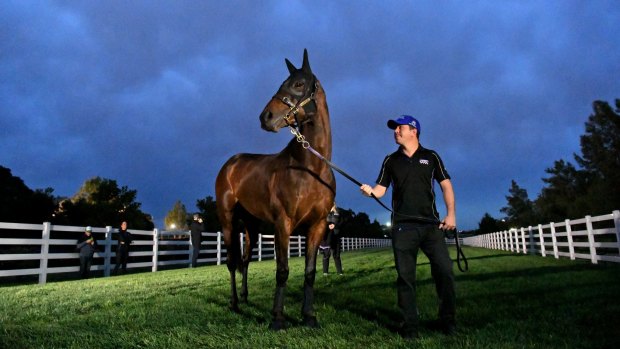 The best: Winx is so strong it seems other trainers are unwilling to nominate for races she is running in.