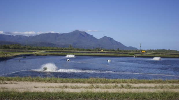 Australia's largest prawn farming operation Seafarms runs 52 ponds at this site, just south of Cardwell.