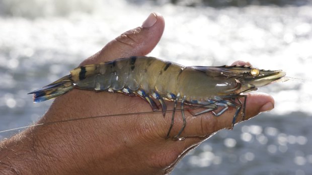 Researchers are working to improve the black tiger prawn through selective breeding.