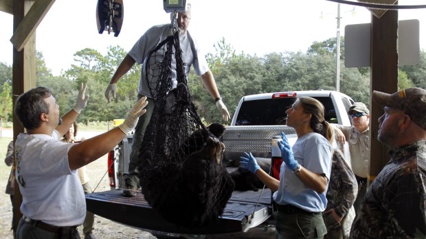 Florida Fish and Wildlife Conservation Commission officials weigh a black bear at the Rock Springs Run Wildlife Management Area on Saturday.
