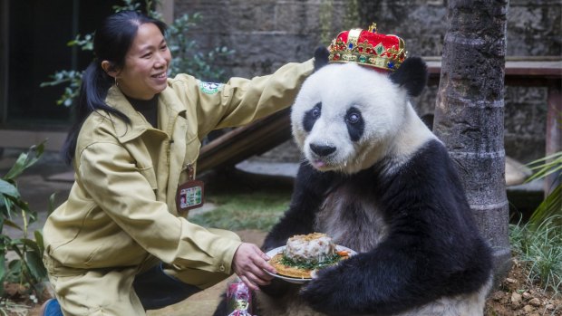 A handler places a crown on Basi and hands her a plate of food to mark her 35th birthday on November 28, 2015.