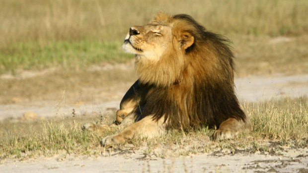 Cecil the lion was killed by a US tourist, sparking widespread outrage. 