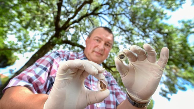 Nuclear scientist Vladimir Levchenko has carbon-dated kidney stones for the first time and has discovered they form much earlier than once thought. 