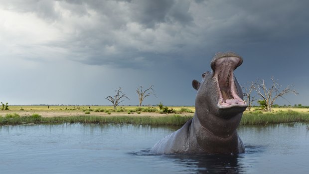 A yawning Hippo (Hippoptamus amphibius).
