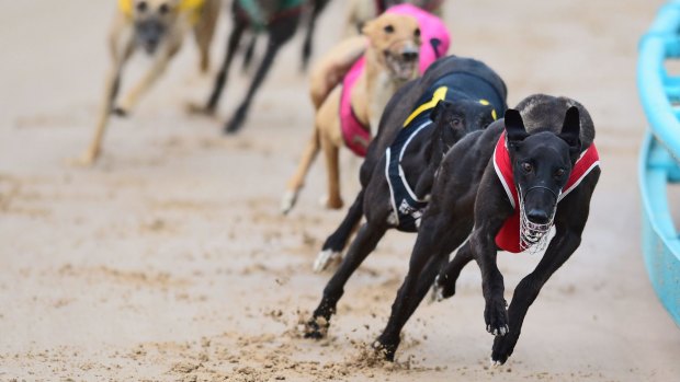 Racing Queensland on Tuesday stood down 23 more Queensland greyhound trainers.