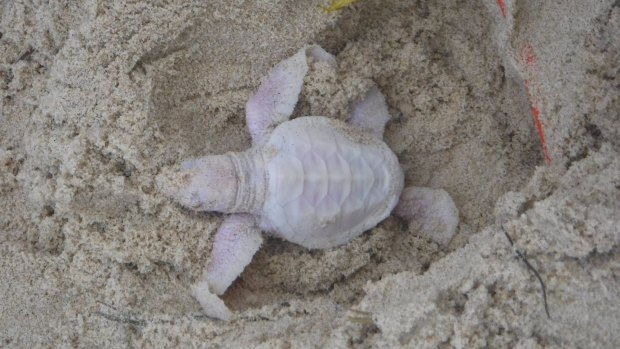 The turtle was seen on the beach for minutes before it slipped into the waves.