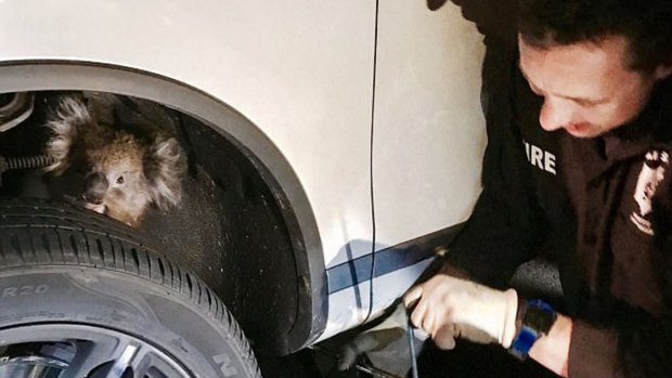 Emergency services attended to the scene to rescue the koala from behind the truck tyre. 
