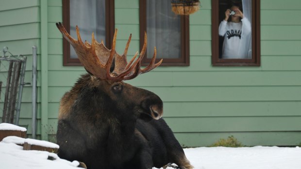 A moose hangs loose in Anchorage.
