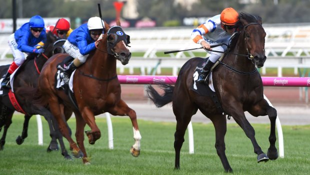 Just what the doctor ordered: Hey Doc wins the CS Hayes Stakes at Flemington last month.