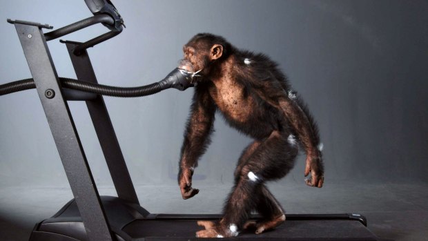 A chimpanzee walks on a treadmill in this undated photo.