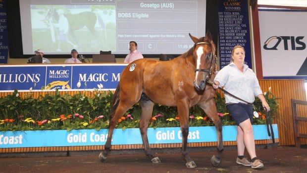 Slipper dreams: Condor Heroes went through the sale ring at the Magic Millions sale.