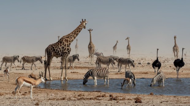 Numerous species gathering at a waterhole at Etosha Pan, Namibia.