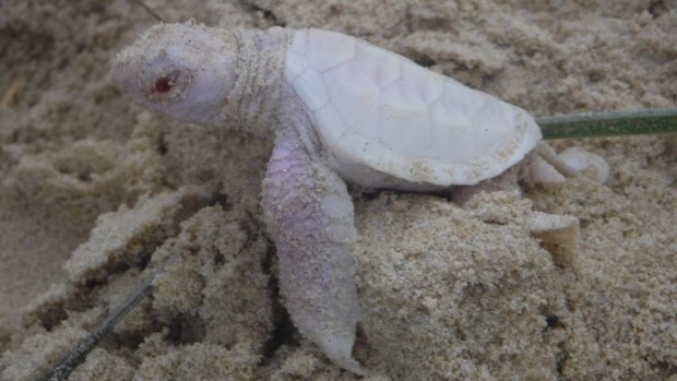 Green turtles themselves were relatively rare at Castaways Beach, where loggerheads were more common, with an albino never seen before.