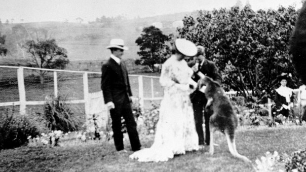 Dame Nellie Melba meets a pet kangaroo at Cave Hill, her father's quarrying property in Lilydale, in 1902.