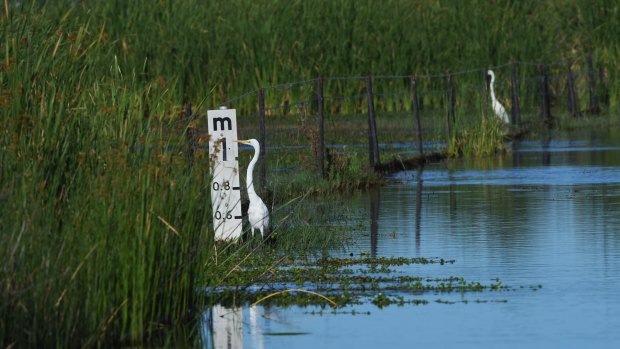 Birds in the Macquarie marshes.