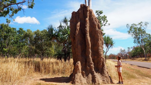 Giant termite mound in Kakadu