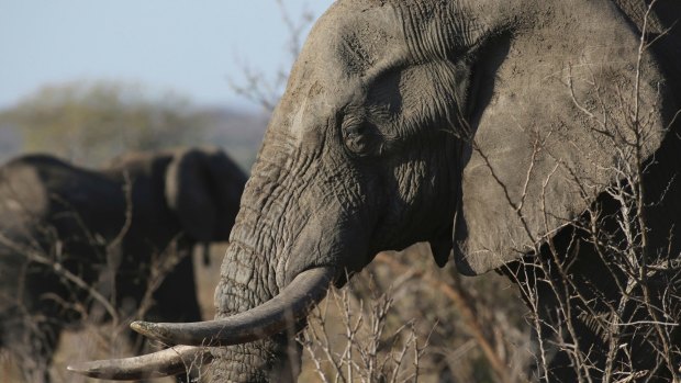 An elephant walks through the bush at the Southern African Wildlife College on the edge of Kruger National Park in South Africa. 