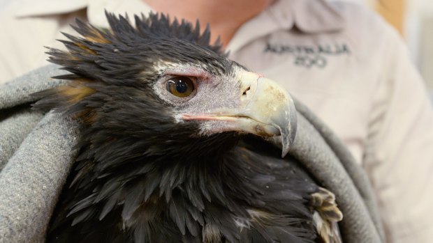 Brady will spend a few days recovering in hospital before being released back into the wild.