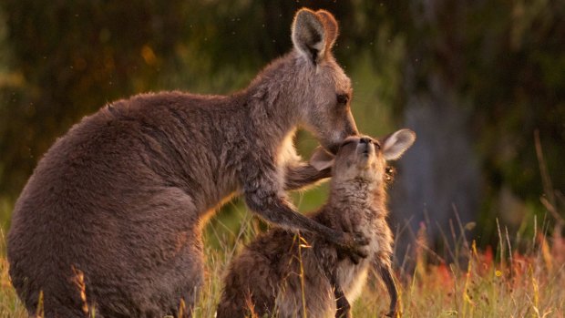 Scientists and animal rights activists debate the culling of kangaroos in the ACT.