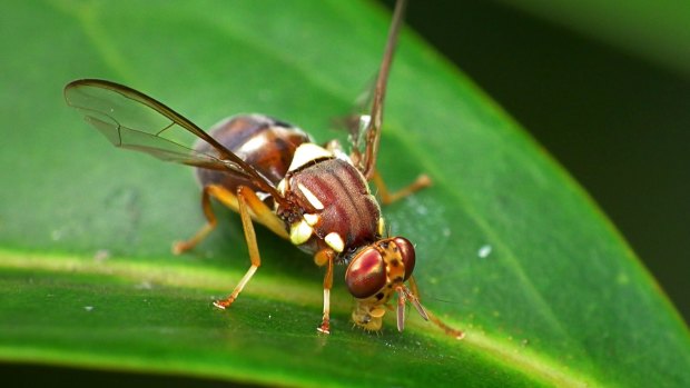 Queensland fruit fly wreaks havoc on the Australian horticultural industry. 