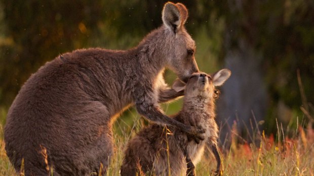 Kangaroo cull opponents plan to hold a protest outside court in Canberra on Wednesday.