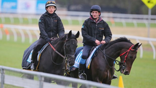 OTI Racing is desperate to qualify Lord Van Percy (right, seen at Werribee with Side Glance) for the Melbourne Cup.