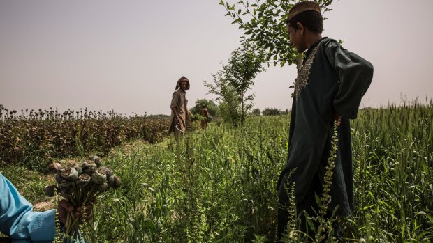 Farmers tend an opium crop in Garmsir, Helmand Province, Afghanistan. 