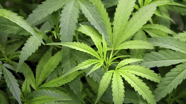 The Queensland Council of Civil Liberties is concerned tough new drugs legislation could target users of medicinal marijuana.