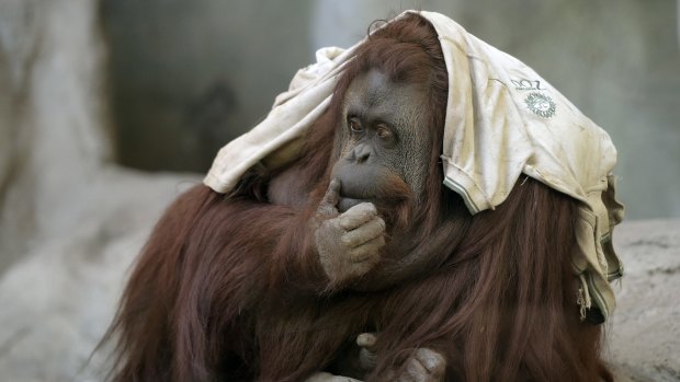 Sandra, an orangutan for whom lawyers are fighting to gain limited legal rights, in Buenos Aires Zoo.