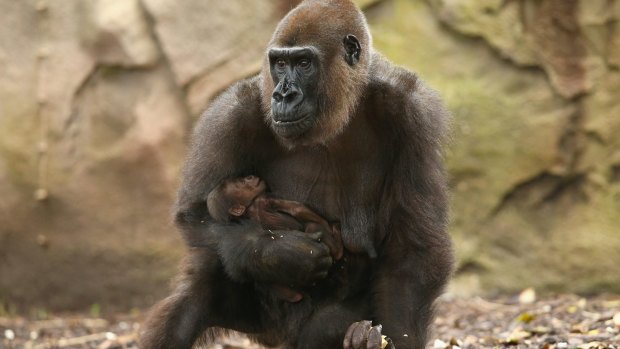 Gorilla mother Frala holds her newborn baby, which is still to be named as Taronga Zoo keepers are yet to determine the baby gorilla's sex.