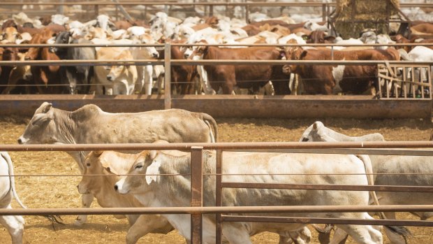 Some of S Kidman & Co's cattle stations are within the Woomera weapons testing range. 